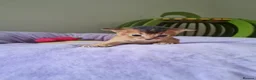 Abyssinian cats for sale: One beautiful Abyssinian boy - Advert 3