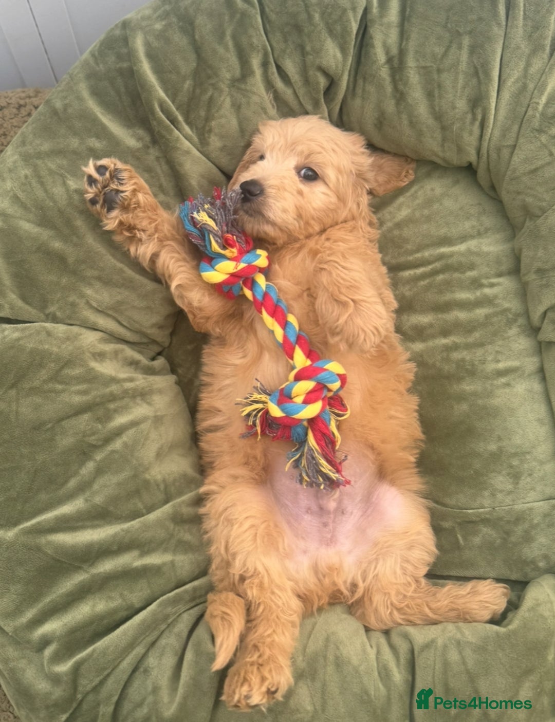 Goldendoodle dogs for sale: Healthy waggy happy puppies  - Image 16