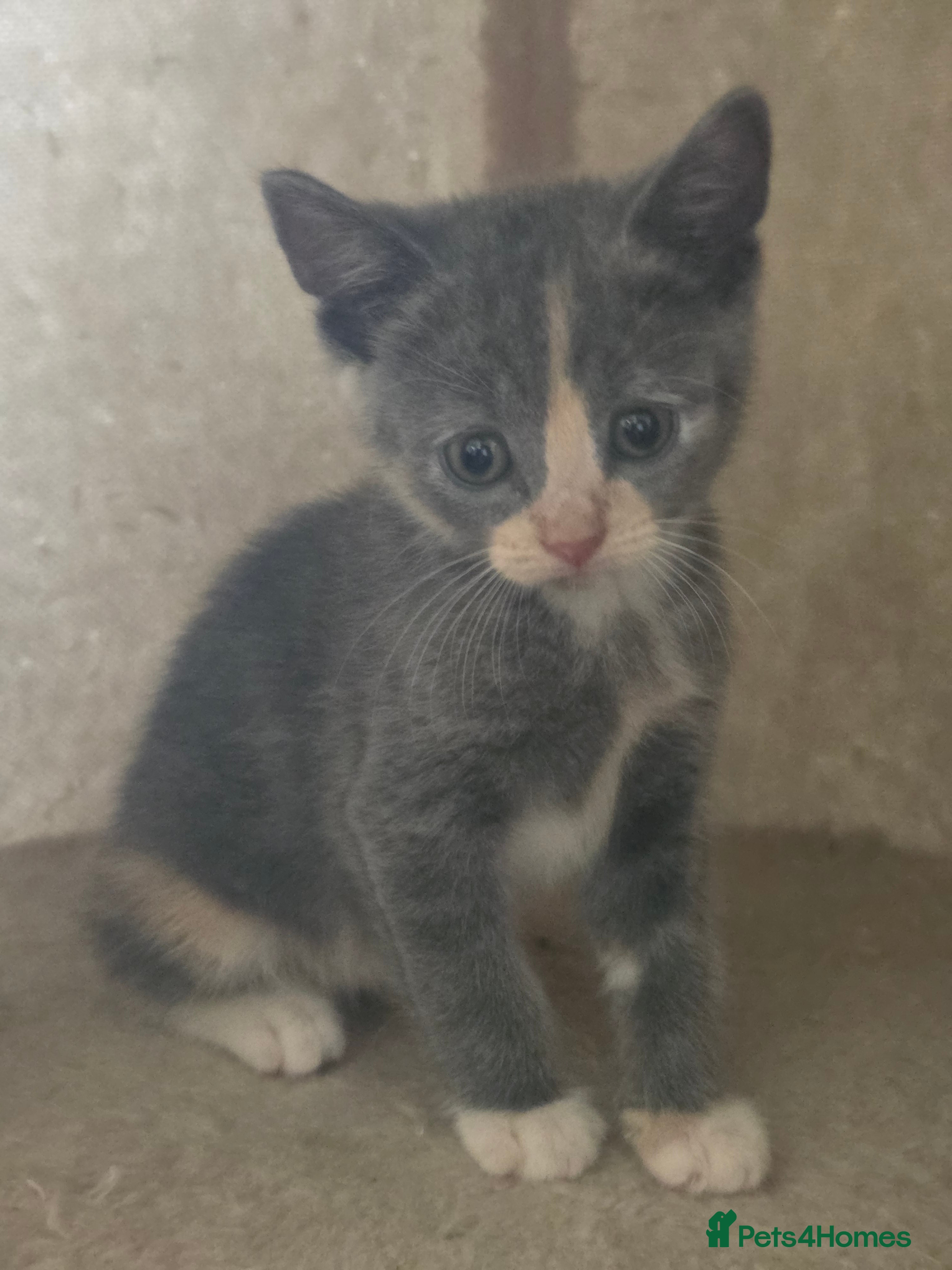 Mixed Breed cats Gorgeous playfull kittens - Advert 2