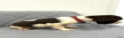 English Springer Spaniel dogs for sale: Springer spaniel puppy’s 🐶 - Advert 3