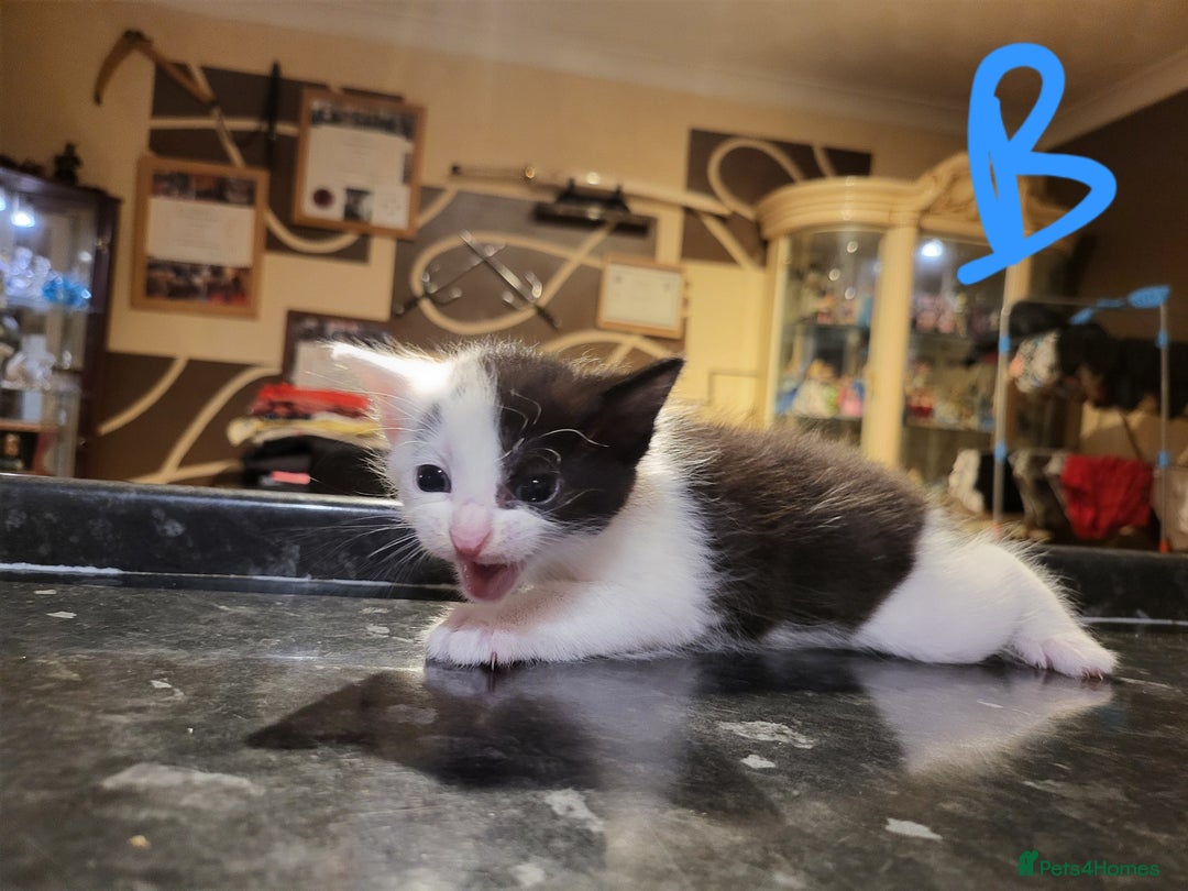 Mixed Breed cats for sale: Beautiful kittens - Image 7
