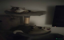 Khao Manee cats for sale: Charming White Fluffy Kittens - Image 12