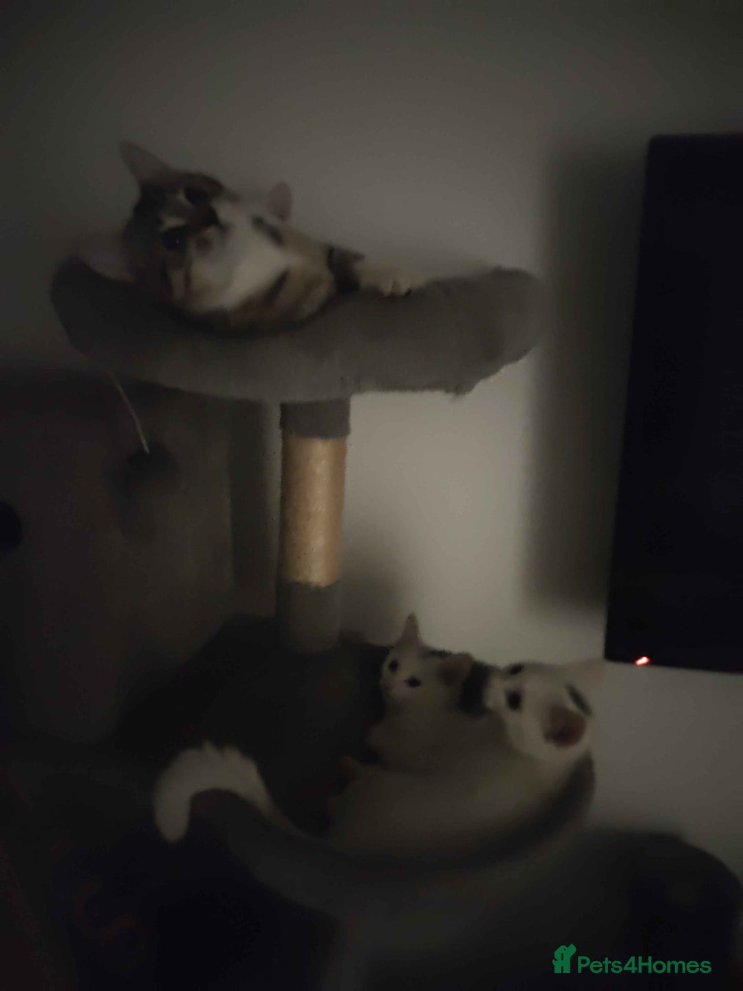Khao Manee cats for sale: Charming White Fluffy Kittens - Image 12