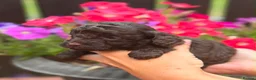 Cockapoo dogs for sale: Beautiful ToyF1BB - Advert 4