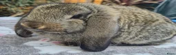 French Lop rabbits for sale:  socilised French Lops - Advert 3