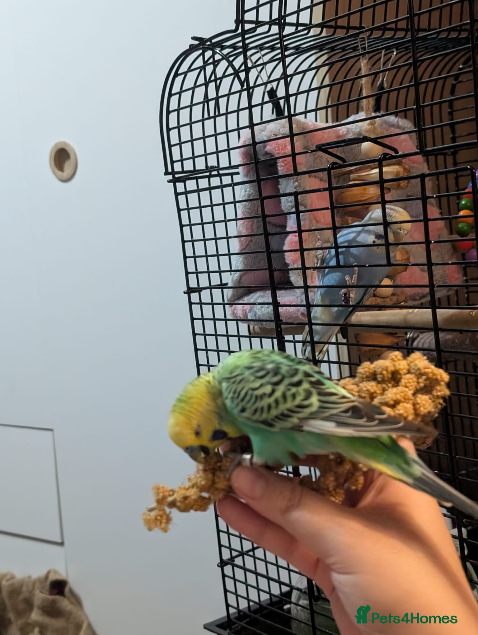 Budgerigars birds Breeding pair of budgies and a pair of budgies   - Advert 2
