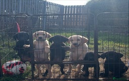 Labrador Retriever dogs for sale: Female black Labradors - Image 11