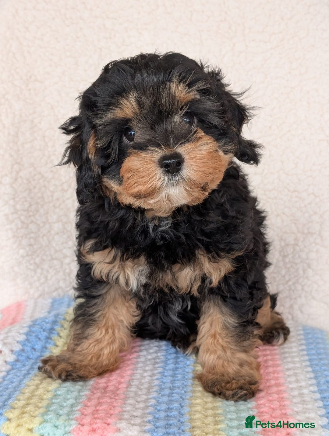 Cavapoo dogs for sale: Adorable Cavapoo puppies - Advert 2