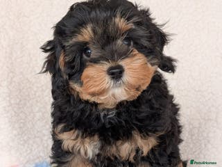 Cavapoo dogs Adorable Cavapoo puppies - Advert 4