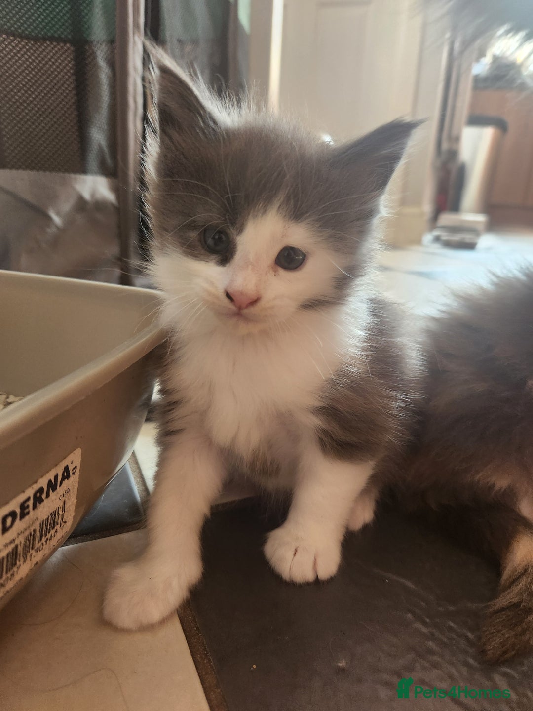 Maine Coon cats for sale: Maine Coon Kittens purebred – Reserve Now - Image 26