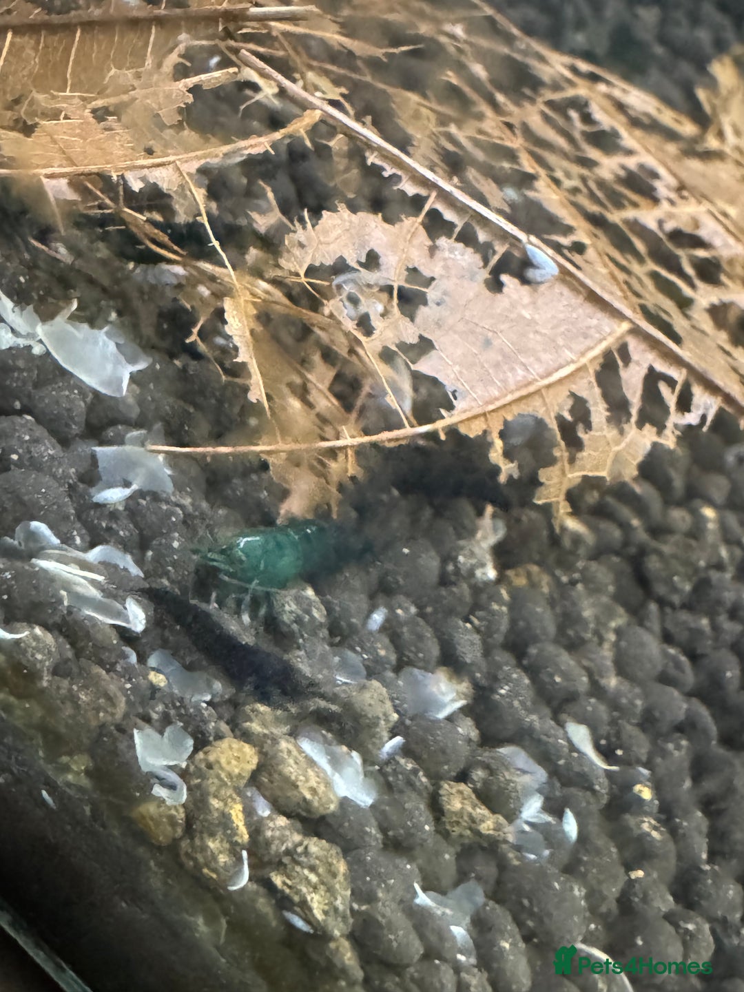 Shrimps fish for sale: High grade green jades shrimp - Advert 9