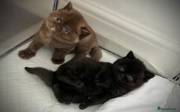 British Shorthair cats for sale: Exceptional BSH Girls, Champion Bloodlines - Advert 15