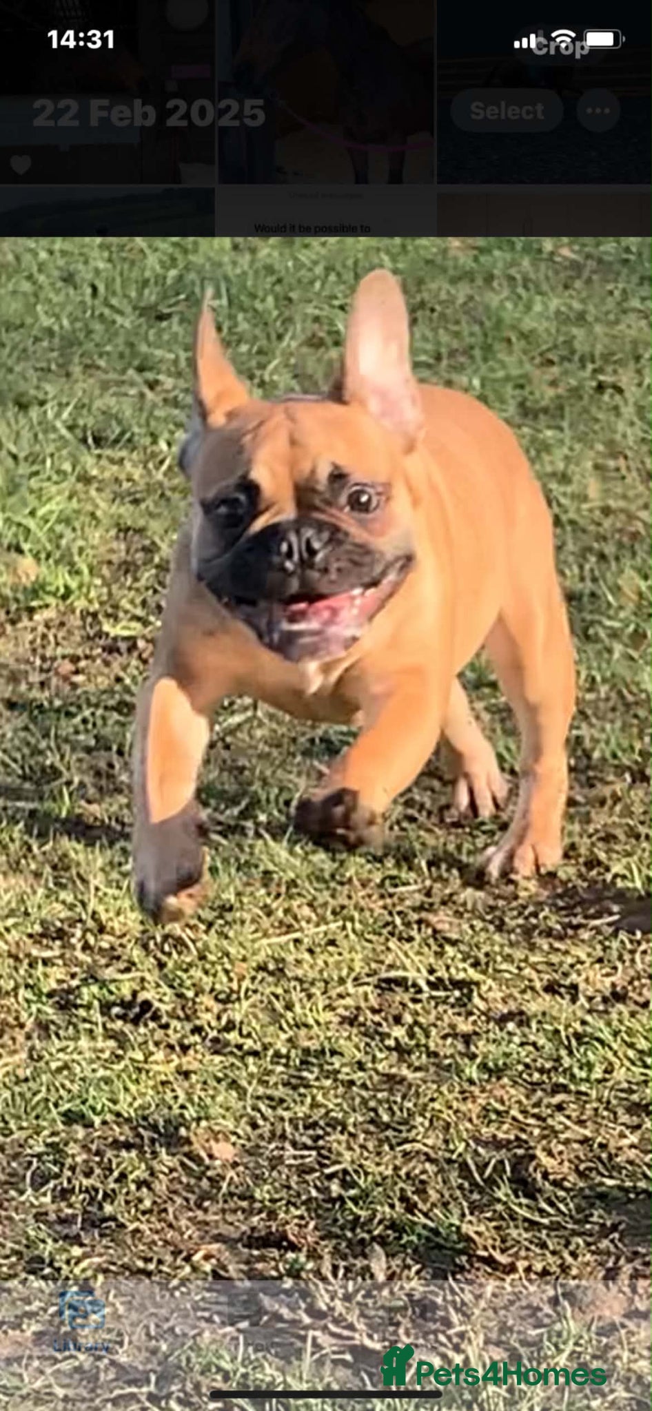 French Bulldog dogs Rehome for Hugo - Advert 1