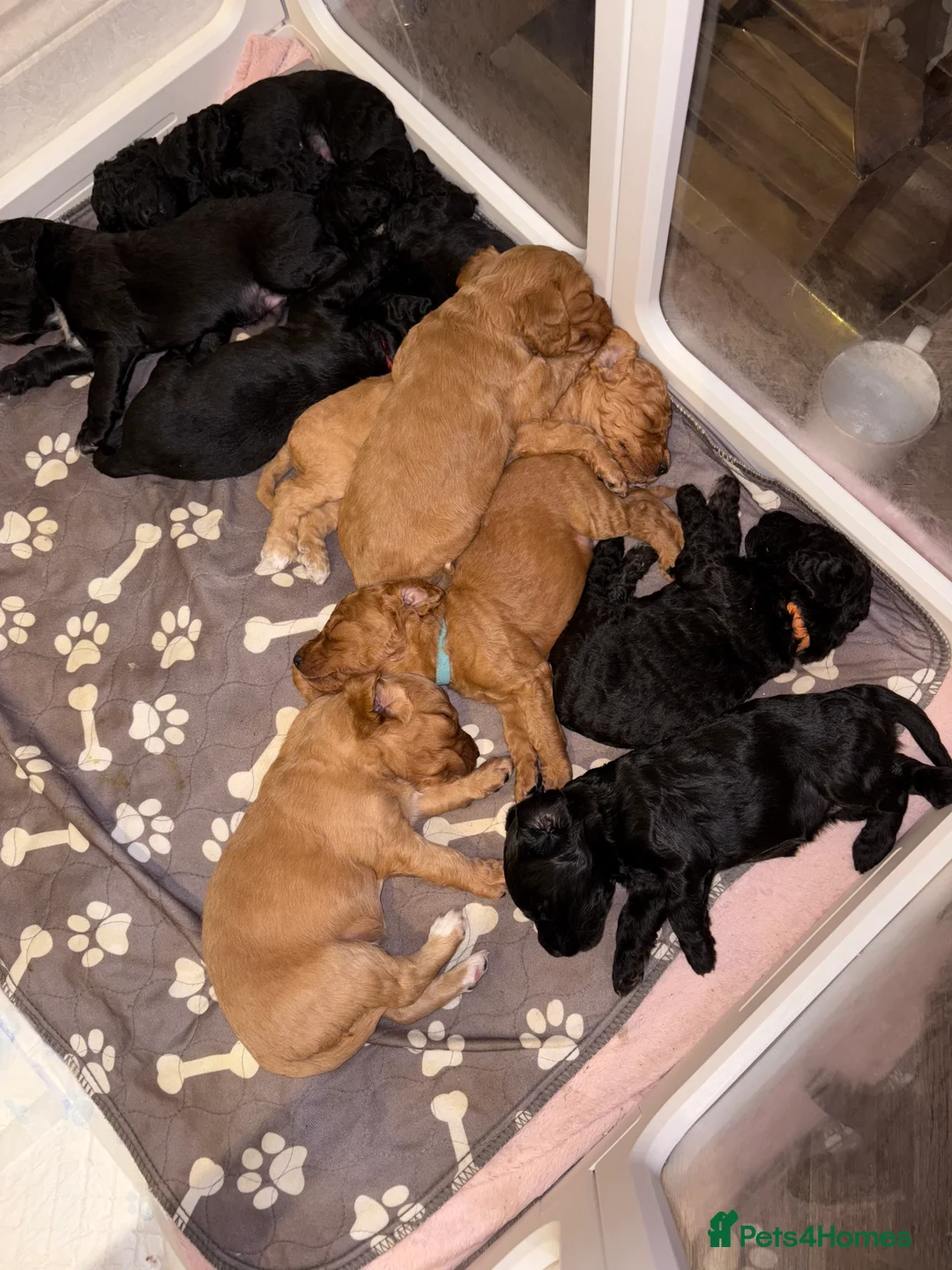 Cockapoo dogs for sale: Beautiful litter of 10 Cockapoo pups  - Advert 2