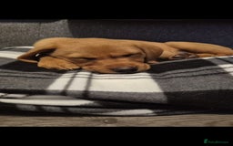 Labrador Retriever dogs for sale: Red fox labrador puppy Female ready to leave  - Image 2
