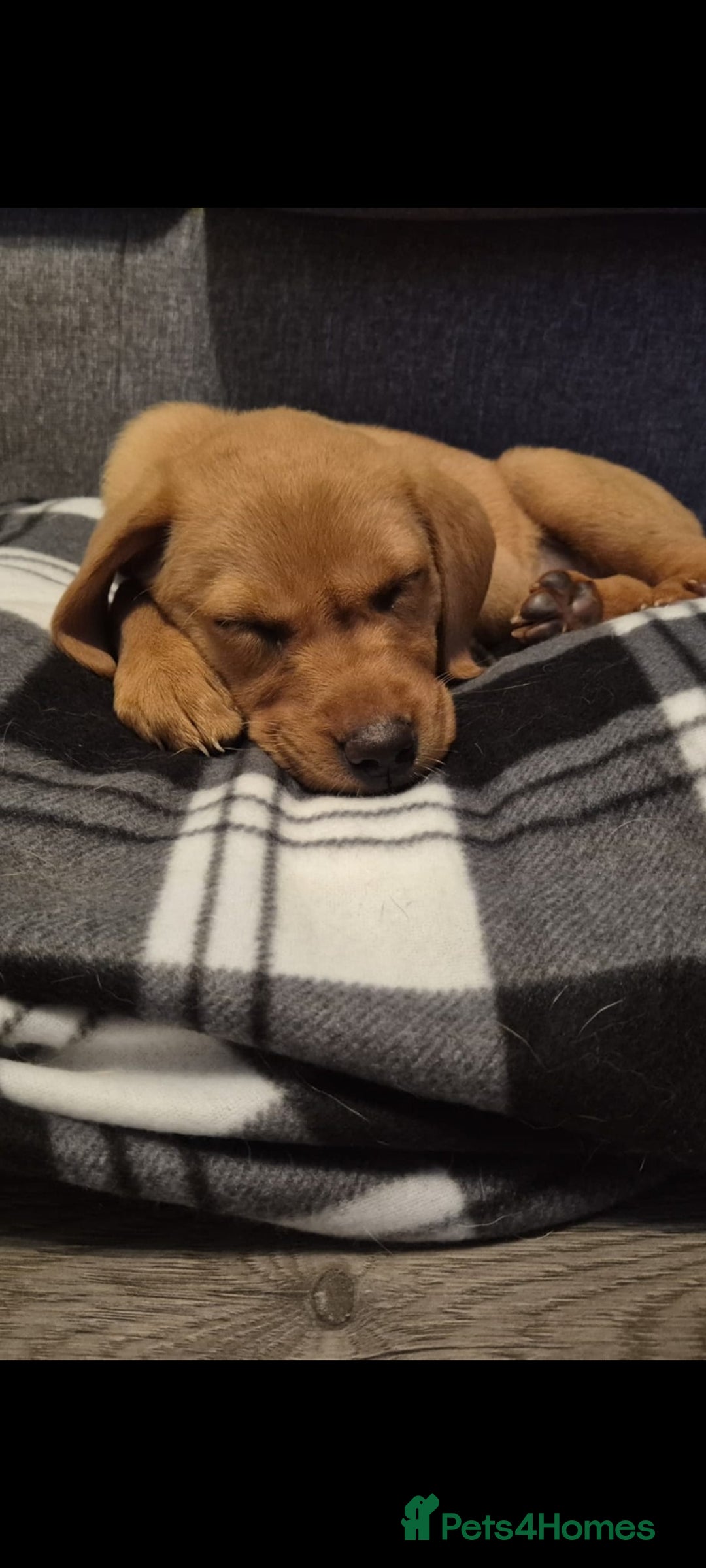 Labrador Retriever dogs for sale: Red fox labrador puppy Female ready to leave  - Image 2