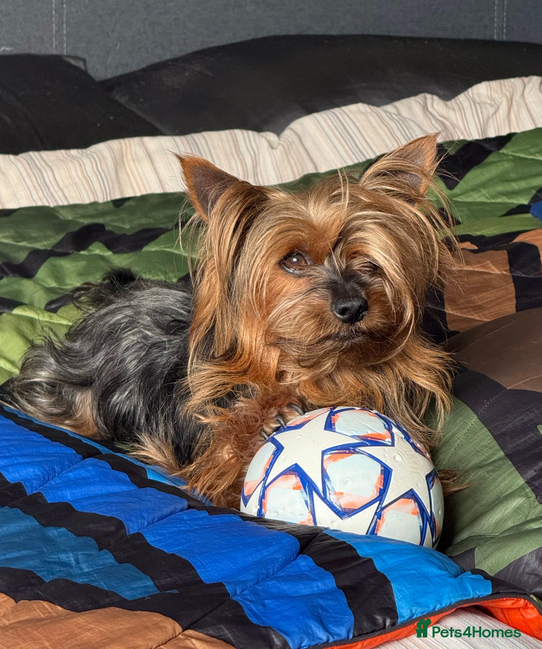 Yorkshire Terrier dogs for stud: Jeff the Yorkie looking for love (stud) - Advert 5