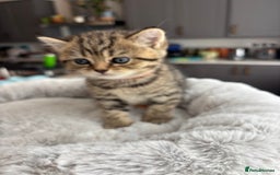 British Shorthair cats for sale: 💎Rare BSH Kittens💎Pedigree Champion Blood Line💎 - Image 4