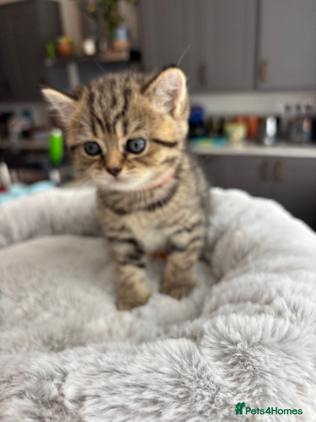 British Shorthair cats for sale: 💎Rare BSH Kittens💎Pedigree Champion Blood Line💎 - Image 4