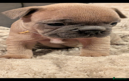 French Bulldog dogs for sale: Chunky Frenchie puppies - Advert 8