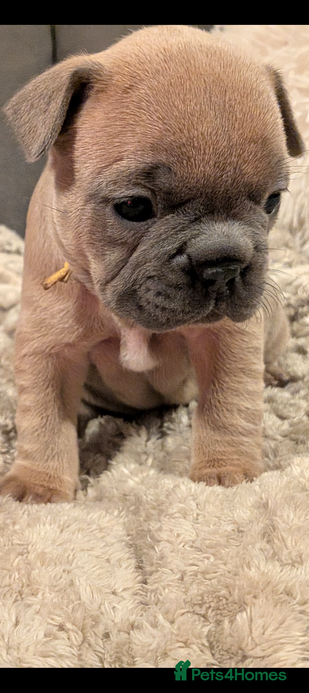 French Bulldog dogs for sale: Chunky Frenchie puppies - Advert 8