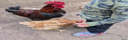 Chickens poultry for sale: Chicken and rooster ⭐ in Chigwell - Advert 7