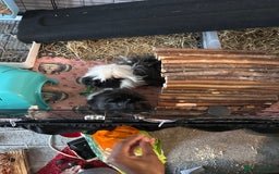 Guinea Pig rodents for sale: 2 male guinea pigs for sale  - Image 9
