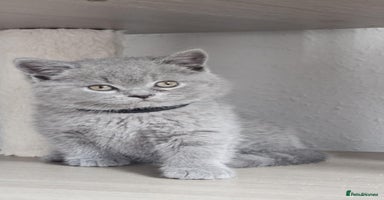British Shorthair cats - Advert 12