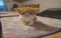 Mixed Breed cats for sale: Brown kitten avaliable.ready 16th August  - Image 5