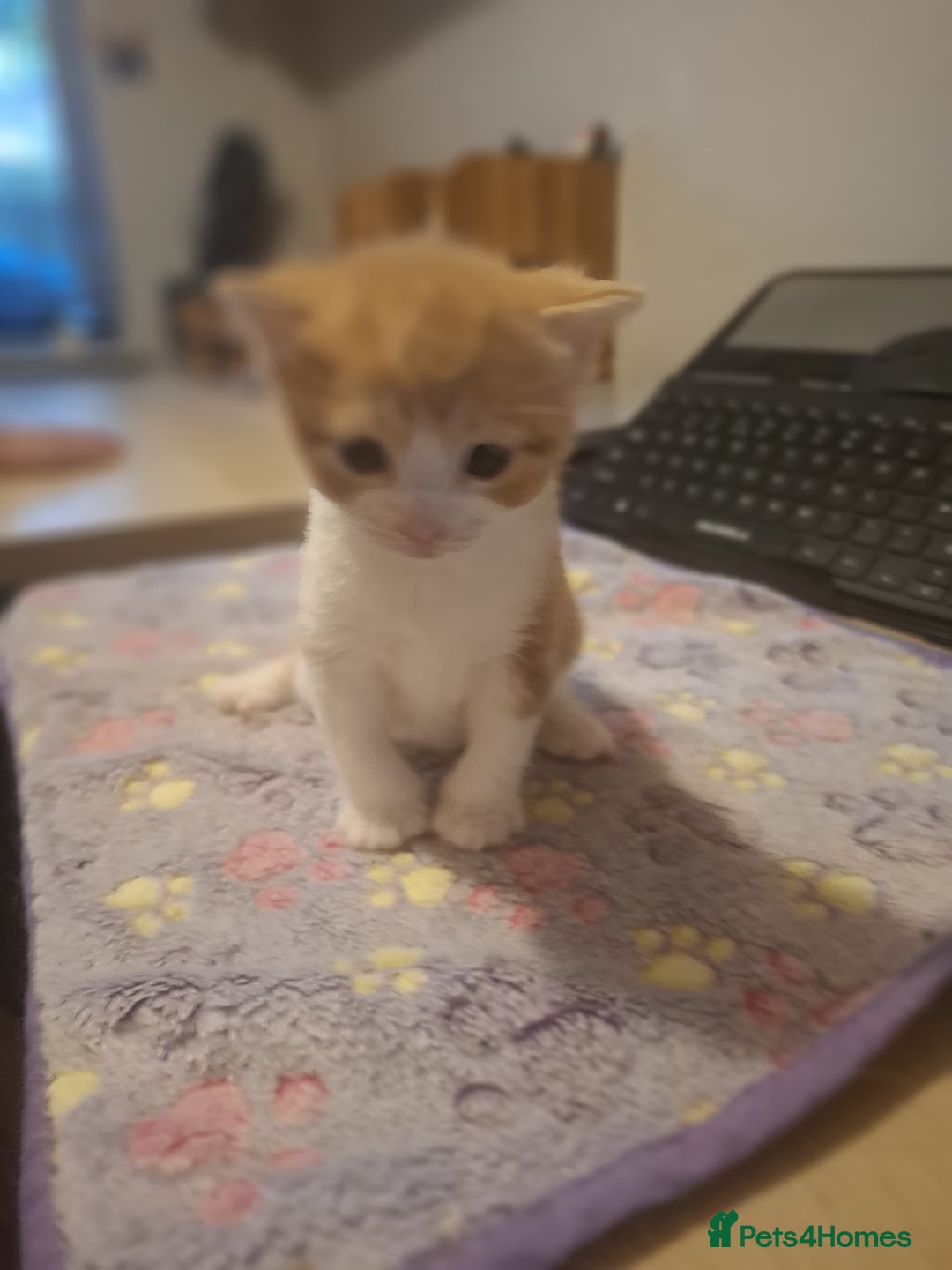 Mixed Breed cats for sale: Brown kitten avaliable.ready 16th August  - Image 5