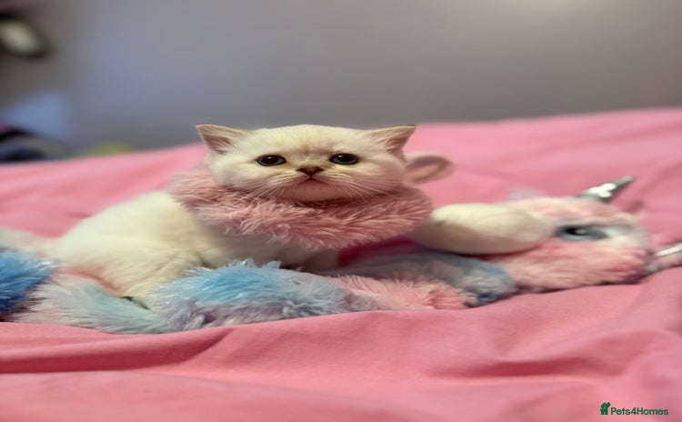 British Shorthair cats - Advert 4