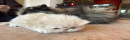 Persian cats for sale: Pedigree Persian Kittens- Rare & Beautiful Colours - Advert 8