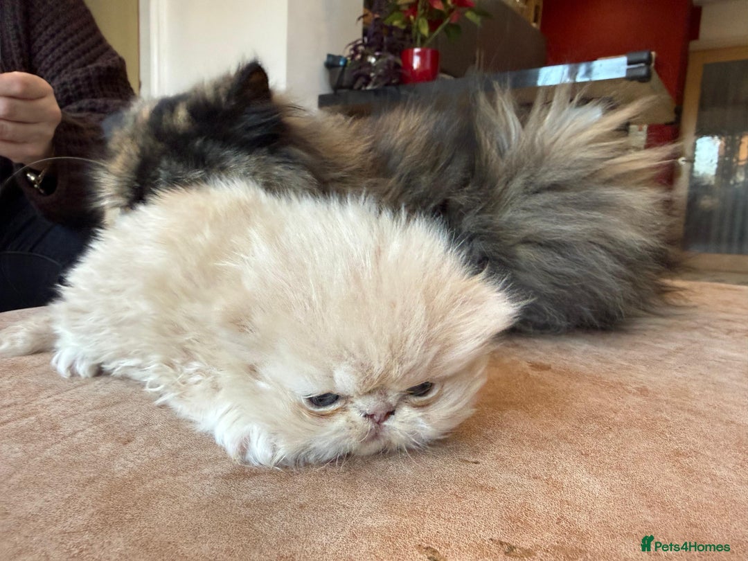 Persian cats for sale: Pedigree Persian Kittens- Rare & Beautiful Colours - Advert 8