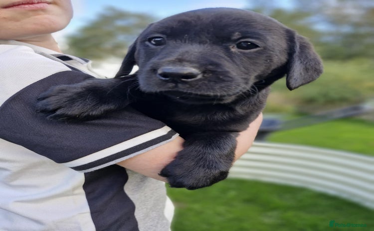 Labrador Retriever dogs - Advert 2