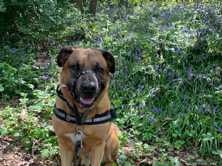 Mixed Breed dogs Stud - Advert 5