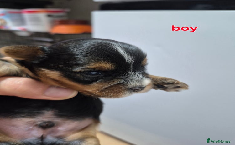 Yorkshire Terrier dogs - Advert 5