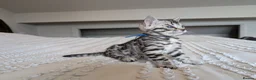 Bengal cats for sale: 🖤🩶🤍 Stunning Bengal Kittens 🤍🩶🖤 - Advert 30