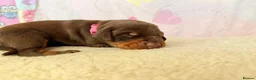 Dobermann dogs for sale: Exclusive Pedigree Dobermann Puppies.  - Advert 10