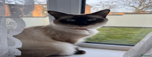 mocha