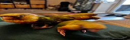 Parrots birds for sale: Handreared pineapple conures silly tame - Advert 3