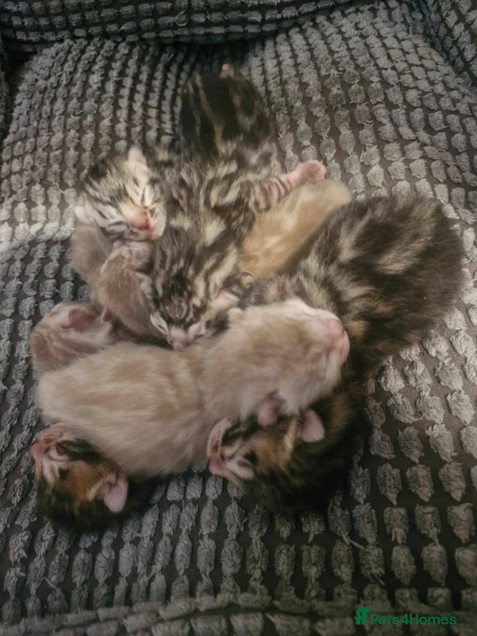 Bengal cats TICA Genetic Health Tested Snow Silver Kittens - Advert 2