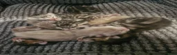 Bengal cats for sale: TICA Genetic Health Tested Snow Silver Kittens - Advert 2