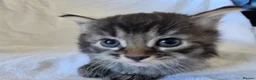 Persian cats for sale: Fluffy Perisan Kittens looking for Forever Homes in Edinburgh - Advert 13