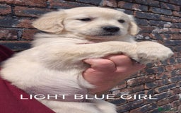 Golden Retriever dogs for sale: KC GOLDEN RETRIEVER PUPPIES  - Image 10
