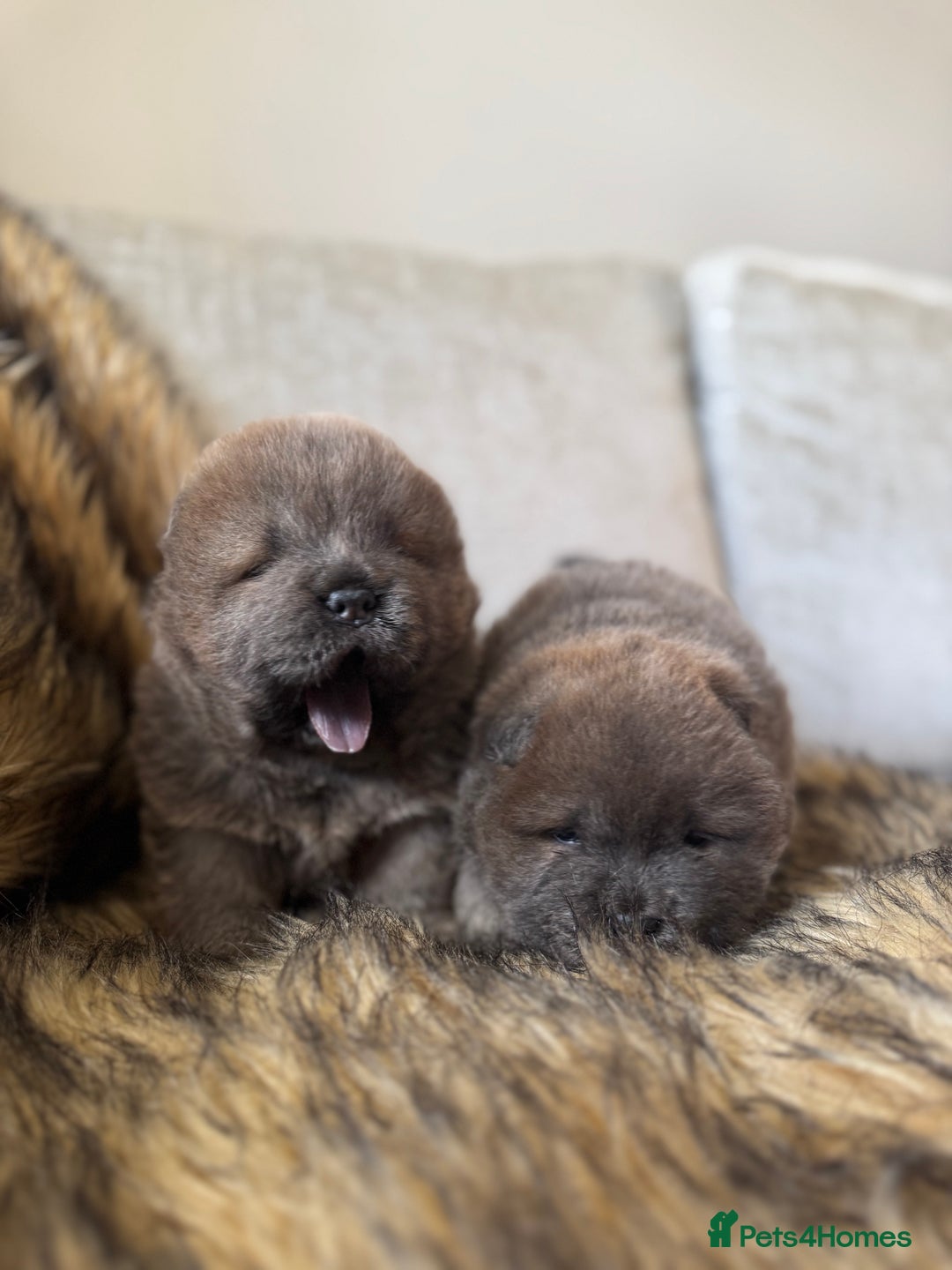 Chow Chow dogs for sale: Show Quality Chows  - Image 7