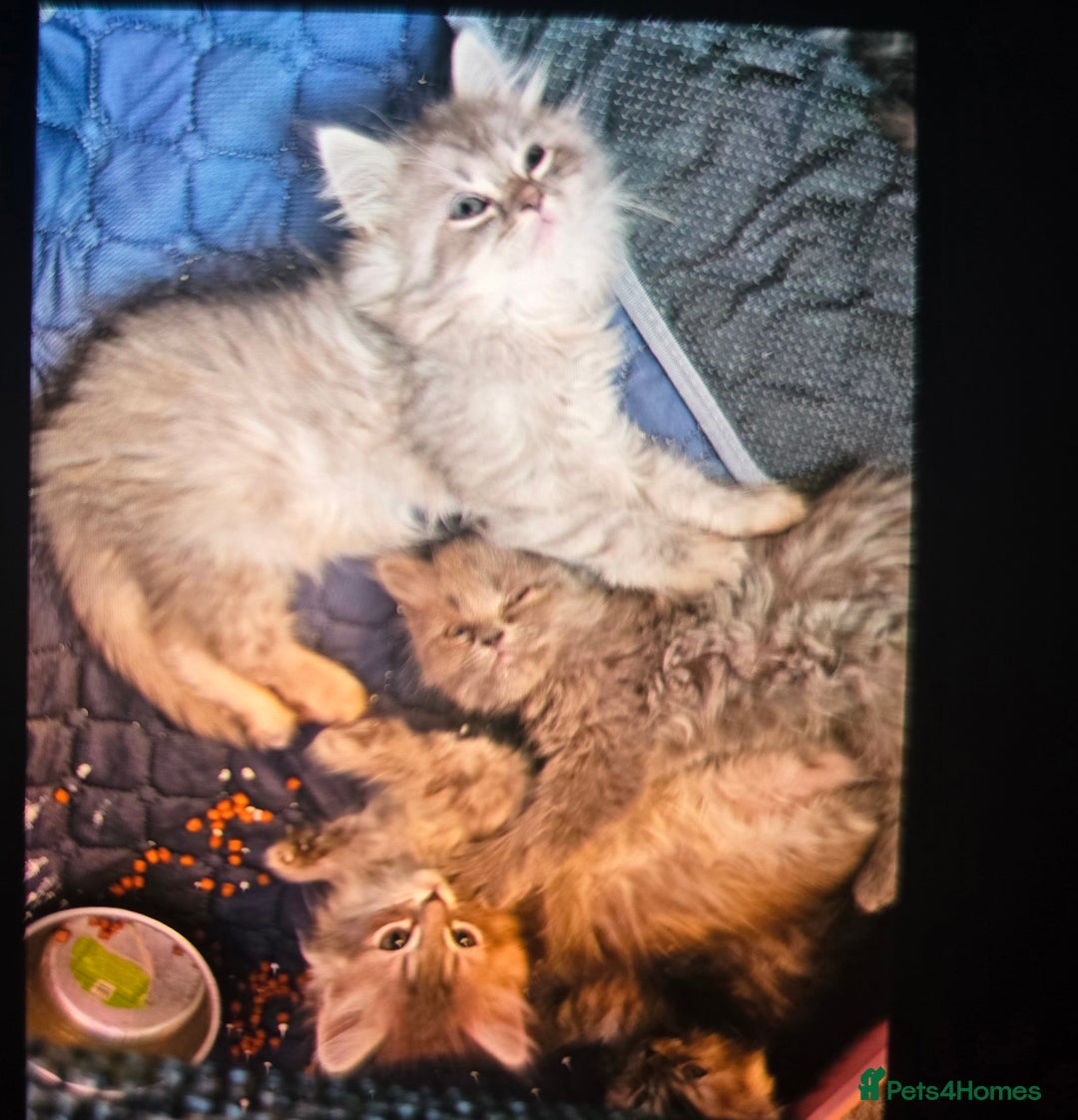 Persian cats for sale: Beautiful Persian kittens 7wks - Image 4