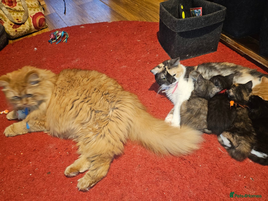 Mixed Breed cats for sale: Quarter persian fluffy kittens for sale - Image 6