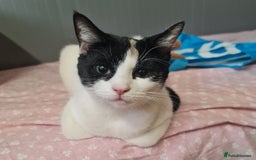 American Shorthair cats for sale: Adorable kittens looking for a loving home - Image 14