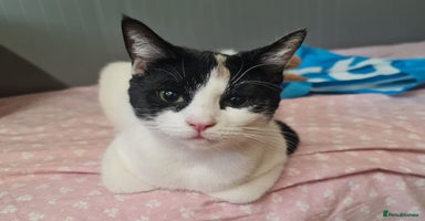 American Shorthair cats - Advert 6