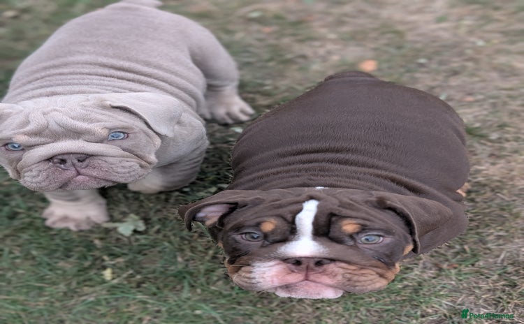 English Bulldog dogs - Advert 1